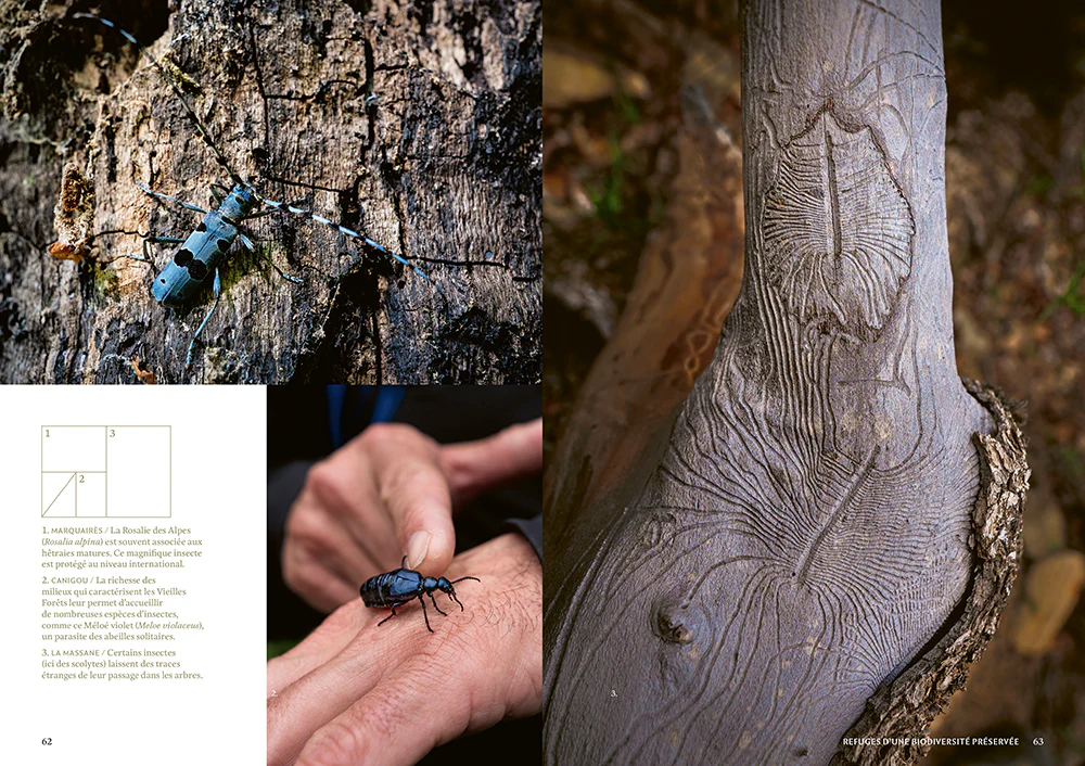 Mystérieuses vieilles forêts - Un voyage immersif au coeur des écosystèmes préservés - Image 4