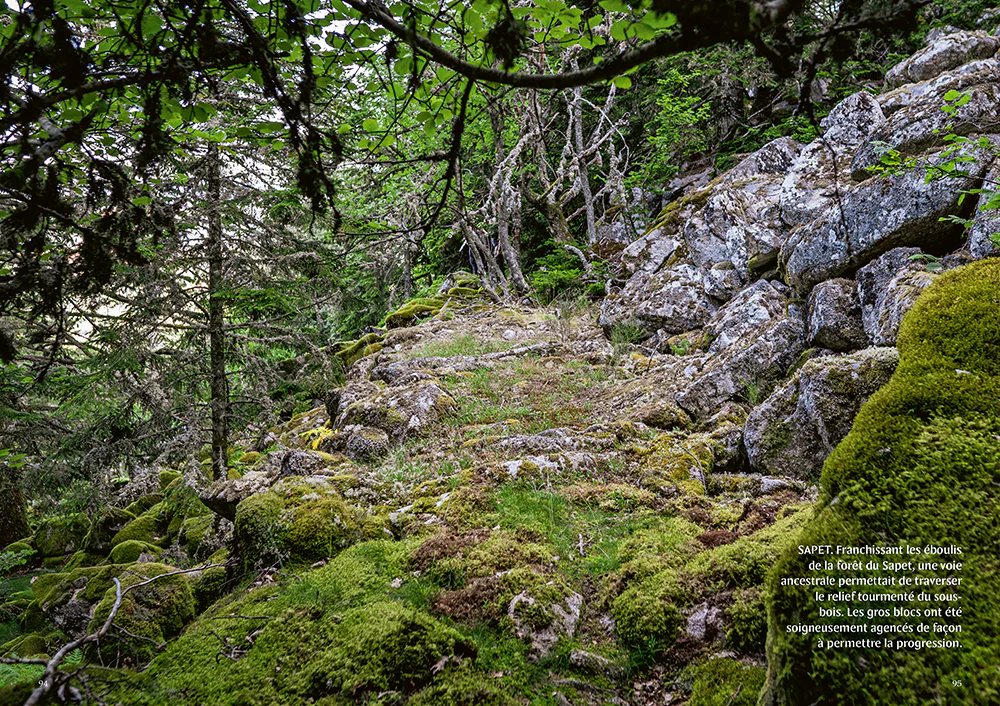 Mystérieuses vieilles forêts - Un voyage immersif au coeur des écosystèmes préservés - Image 7